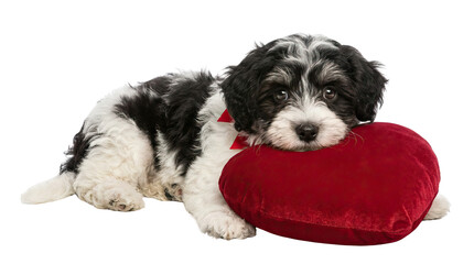 Cute black and white puppy resting its head on a red heart shaped pillow against a white background object on white and png