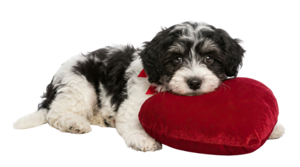 Cute black and white puppy resting its head on a red heart shaped pillow against a white background object on white and png