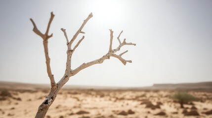 A dry skeletal tree branch reaches out against a pale hazy sky over a barren desert landscape