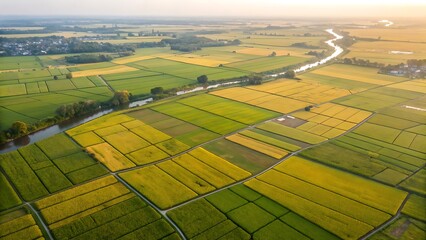 Fototapeta premium Aerial View of Paddy Fields Under Sunlight