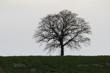 Ch&ecirc;ne solitaire