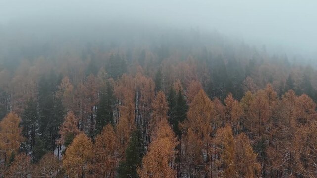 Foggy Autumn Forest Landscape in Czech Republic
