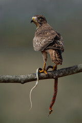 White-eyed Buzzard