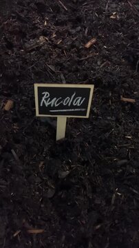 Person planting arugula plant marker in garden soil