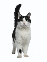Fototapeta premium Black and white tuxedo cat standing on white background looking curious alert and attentive with long tail up feline pet companion animal portrait photography domestic house cat sitting perfectly