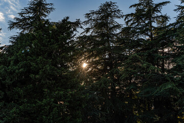 Obraz premium Sunlight through the trees in the forest