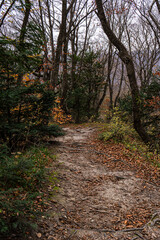 Obraz premium Path in wild autumnal forest