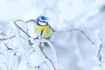 A cute blue tit sits on a snowy branch. winter scene with a cute blue tit. Cyanistes caeruleus