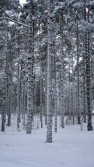 Fototapeta premium Birch covered by snow in winter
