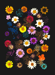 Motyw florystyczny, kolorowe kwiaty na czarnym tle, tapeta, dekoracja.