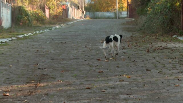 A lonely black and white stray dog in a cobblestone street in autumn. sad homeless animal is in the village road 
