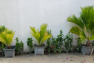 plants in the garden