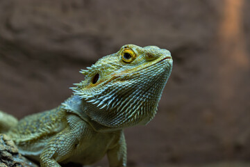 Fototapeta premium Bearded Dragon Close‑Up Showing Detailed Scales and Texture