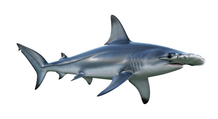 Obraz premium Hammerhead shark 3d transparent background cutout png