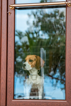 Young basset hound looking through the window.