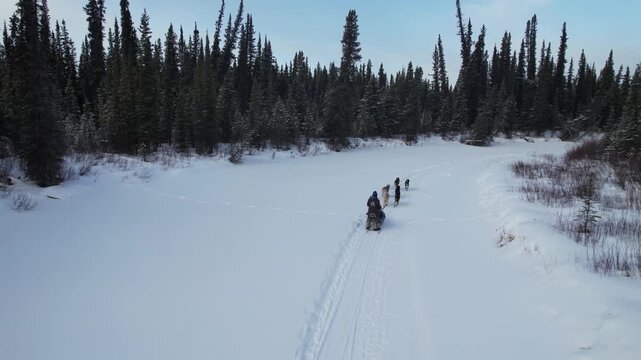 A tourist drives a team of husky dogs across a frozen river or lake, surrounded by vast wilderness and evergreen forest near Mount Lorne, Yukon, Canada