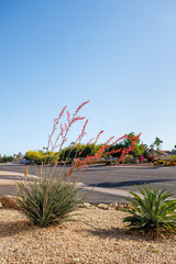 Arizona desert native red yucca with red flower buds on long stems and arching fibrous leaves along with Agave Century succulent in Phoenix city street xeriscaping; copy space