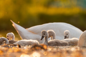 Cute mute swan babies in golden light