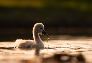  Cute mute swan babies in golden light