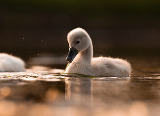  Cute mute swan babies in golden light