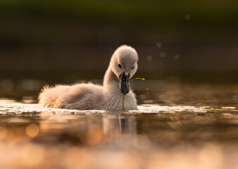  Cute mute swan babies in golden light