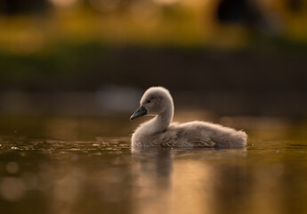  Cute mute swan babies in golden light