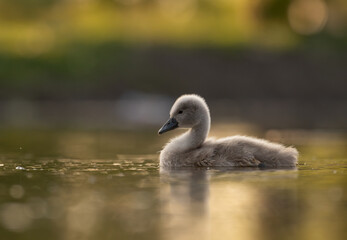  Cute mute swan babies in golden light