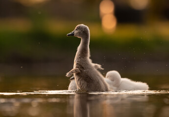  Cute mute swan babies in golden light