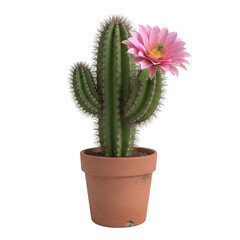 Potted cactus with pink flower