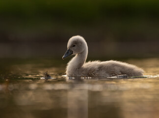  Cute mute swan babies in golden light