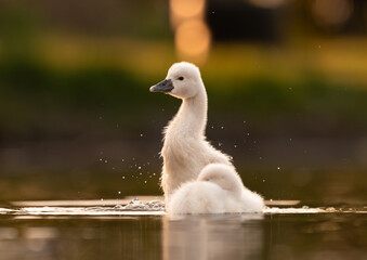  Cute mute swan babies in golden light