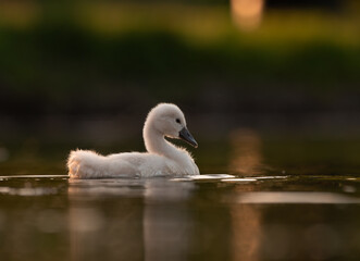  Cute mute swan babies in golden light