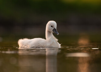  Cute mute swan babies in golden light