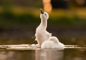  Cute mute swan babies in golden light