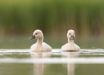 Early morning in Timisoara covered in snow
