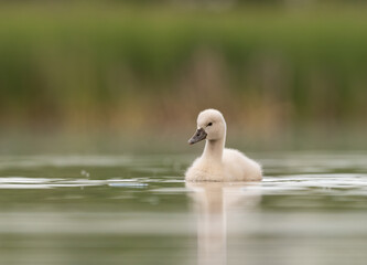Early morning in Timisoara covered in snow