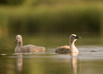 Early morning in Timisoara covered in snow