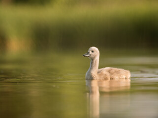 Early morning in Timisoara covered in snow