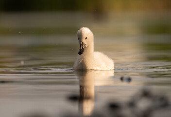 Early morning in Timisoara covered in snow