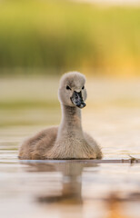 Early morning in Timisoara covered in snow