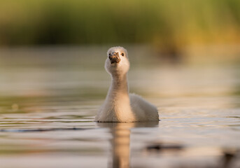Early morning in Timisoara covered in snow