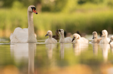 Early morning in Timisoara covered in snow