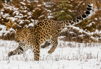 Fototapeta premium Grace in the Frost: The Amur Leopard on the Hunt