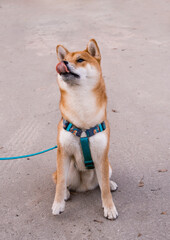 A Shibu Inu dog sits on the road and licks its lips