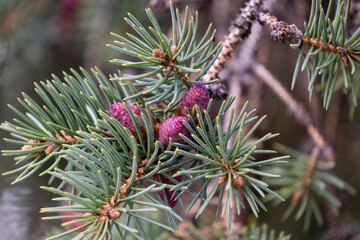 fragment of spruce branch with blue needles and pink cones in spring, selective focus