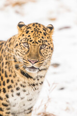 Fototapeta premium Grace in the Frost: The Amur Leopard on the Hunt