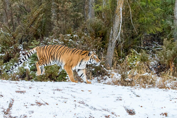 Obraz premium Winter Shadow: A Bengal Tiger on the Hunt