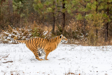 Obraz premium Winter Shadow: A Bengal Tiger on the Hunt