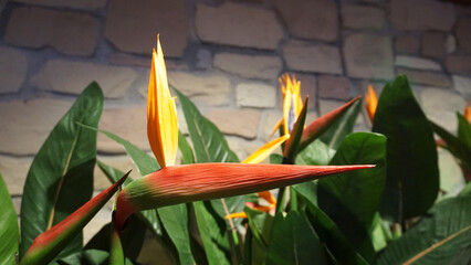 Strelitzia Reginae flower closeup bird of paradise flower. Madeira island
