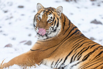 Obraz premium Winter Shadow: A Bengal Tiger on the Hunt
